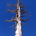 Dead Tree at Desolation Wilderness 2