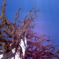 Dead Tree at Desolation Wilderness