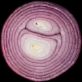 Onion cross-section