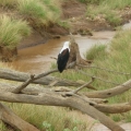 River Eagle